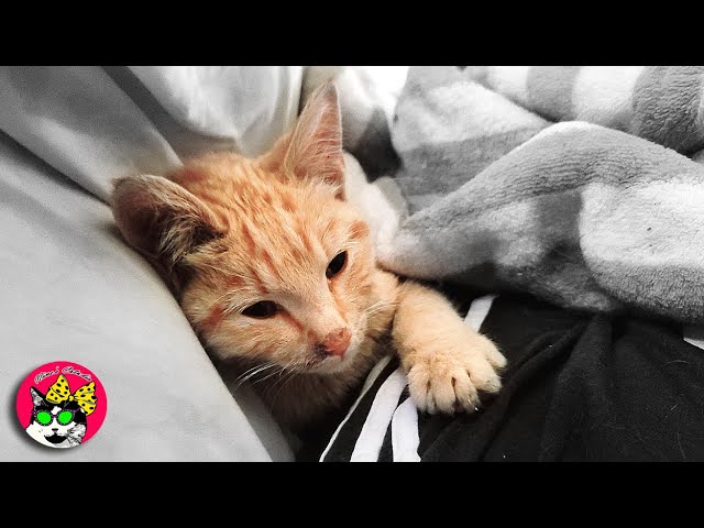 The Incredible Story of a Miracle Ginger Kitten. Trilogy. Part I: Warrior.