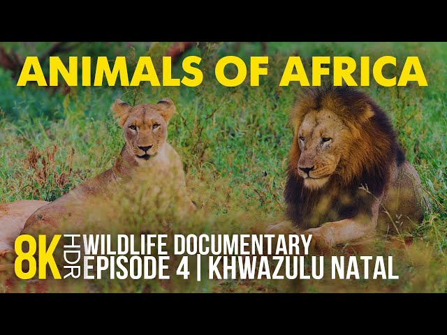 8K HDR Amazing African Wildlife - Episode 4 | Interesting Facts about Wild Animals of KwaZulu-Natal