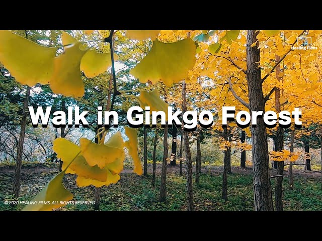 Walkiing in the Ginkgo Forest | Korean Autumn scenery | Relaxing Music & Nature Sounds