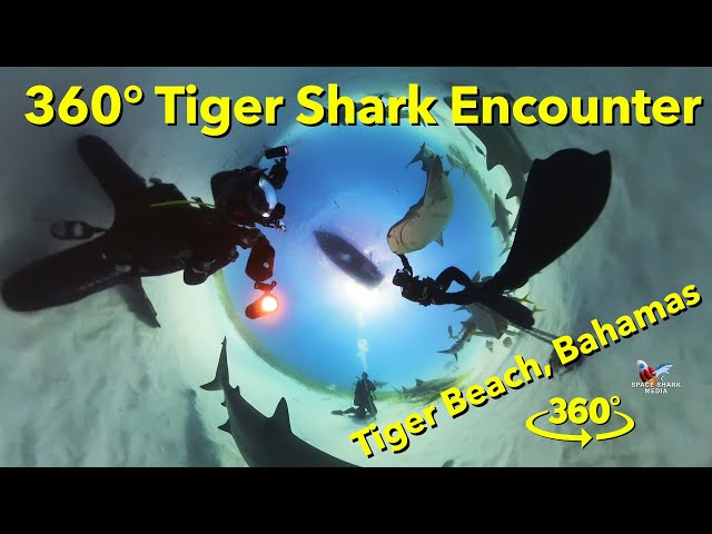 360° Tiger Shark Dive in the Bahamas at Tiger Beach