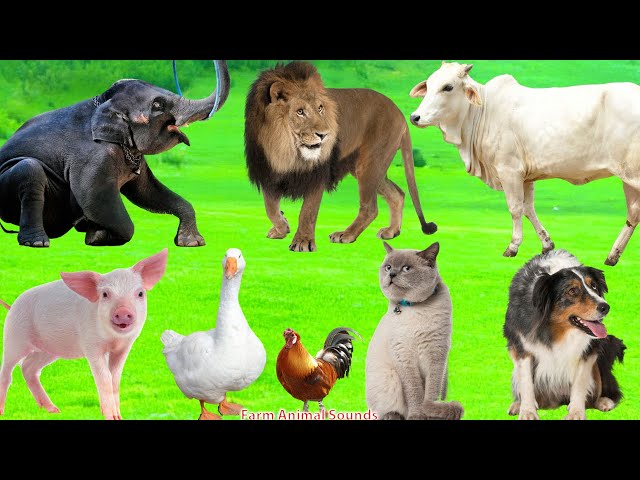 Ultimate Animal Sound Experience: Elephant, Lion, Cow, Pig, Goose, Rooster, Cat, Dog - Animal Videos