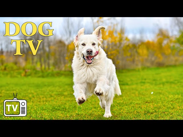 DOG TV: Anti Anxiety & Boredom Busting Video with Music for Dog🐕All-New Adventure Experience for Dog