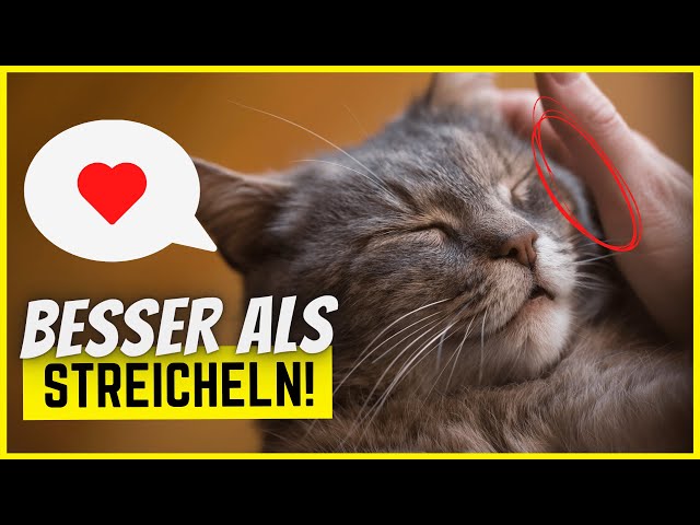 6 Dinge, die deine Katze mehr liebt, als gestreichelt werden