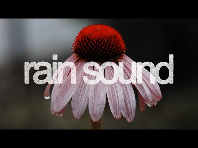 4 Hours of Gentle Rain Sounds for Deep Sleep, Insomnia & Stress Relief | Relaxing Nature Ambience