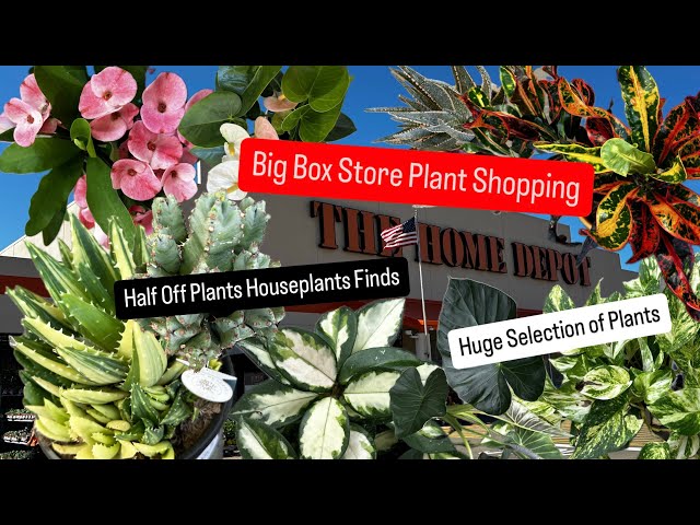 Big Box Store Plan Shopping Home Depot Proven Winner's House Plants 50% Sales Amazing Succulents