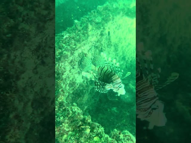 Snorkelling on Tangalooma Wrecks 3