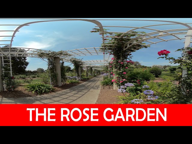 Rose Garden at the Huntington Library and Botanical Gardens - VR180