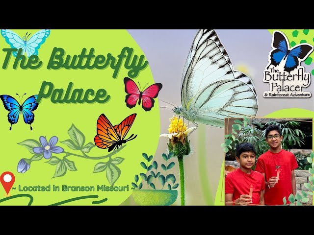 The Butterfly Palace and Rainforest Adventure! (Over 2000 Different Species)