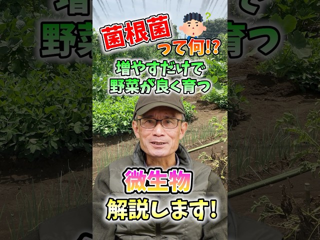 家庭菜園や農園の野菜栽培に良い菌根菌って何？菌根菌の増やし方と丈夫な野菜の育て方！【農家直伝】#shorts