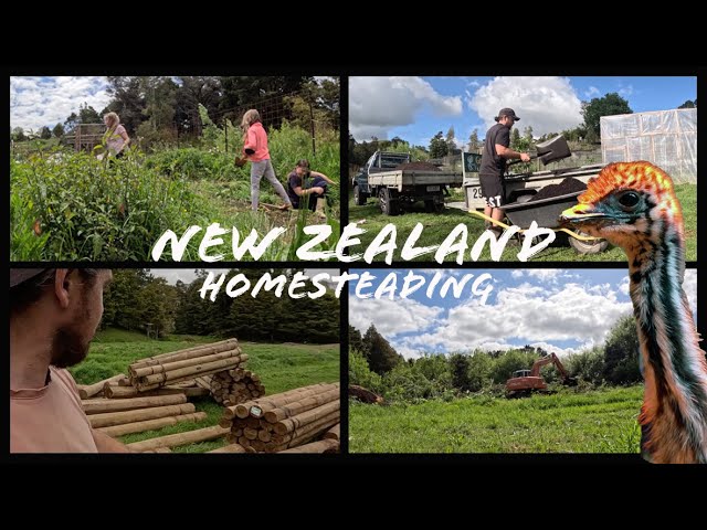 It's all happening on our New Zealand Homestead (vlog)