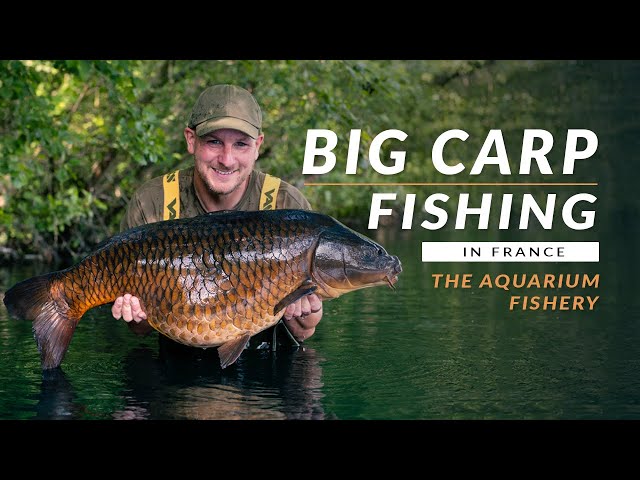 BIG CARP FISHING IN FRANCE! Catching carp at The Aquarium Carp Fishery | Mainline Baits Carp Fishing