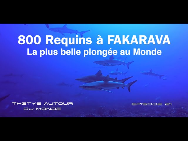 800 Requins à Fakarava : La Plus Belle Plongée Du Monde