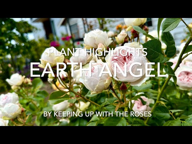 Earth Angel Rosebush