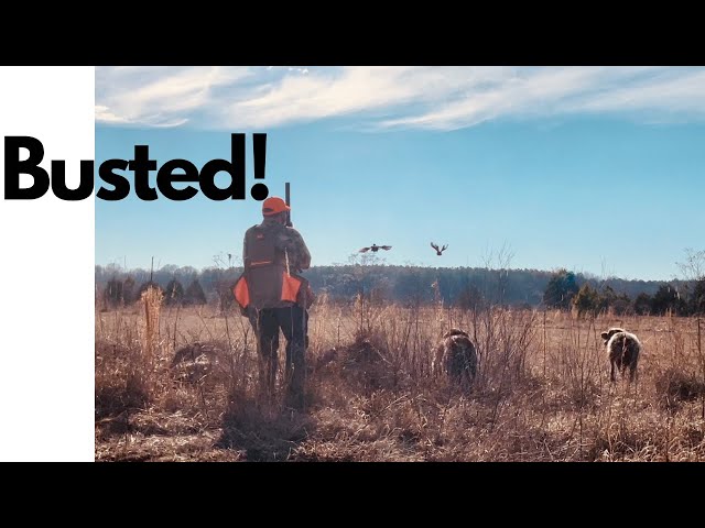 Bobwhite Quail don’t always flush at the same time