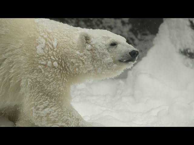 Polar Bears Inspire Visionary New Polar Passage Habitat