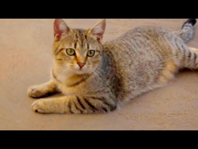 13 Minutes of Pure Cat Joy: Perfect for Cat Lovers! #cats #cat #catlovers