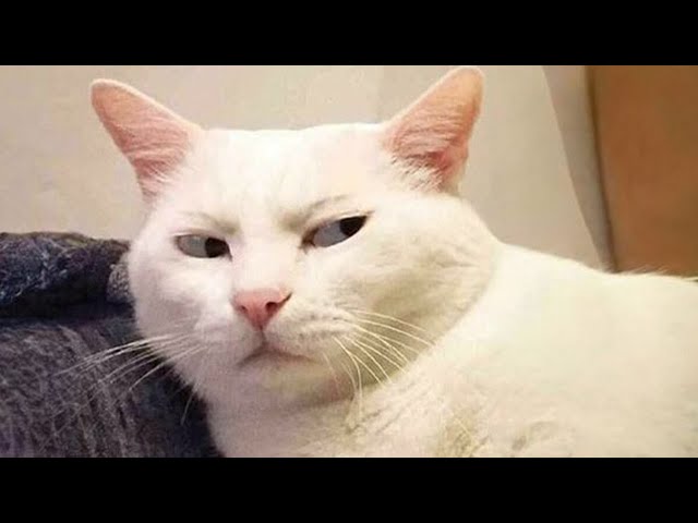 Most hilarious CATS that will make you LAUGH! Funny and Cute Cats videos 😂