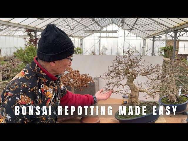 Bonsai Repotting Made Easy