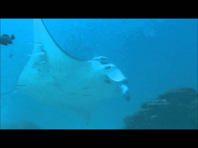 The Mantas of Palau