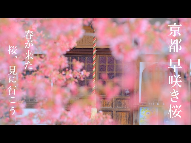 一足早くお花見気分： 京都・早咲きの桜名所35選