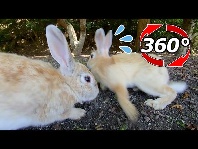 VR 360° | Traitor? It seems there is a mean rabbit.