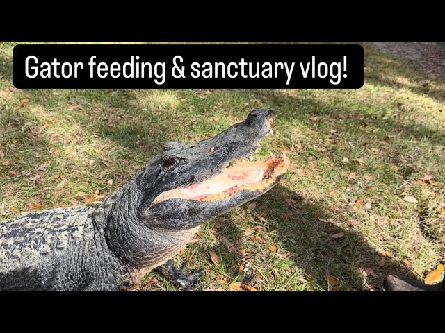 Gator feeding & sanctuary vlog!