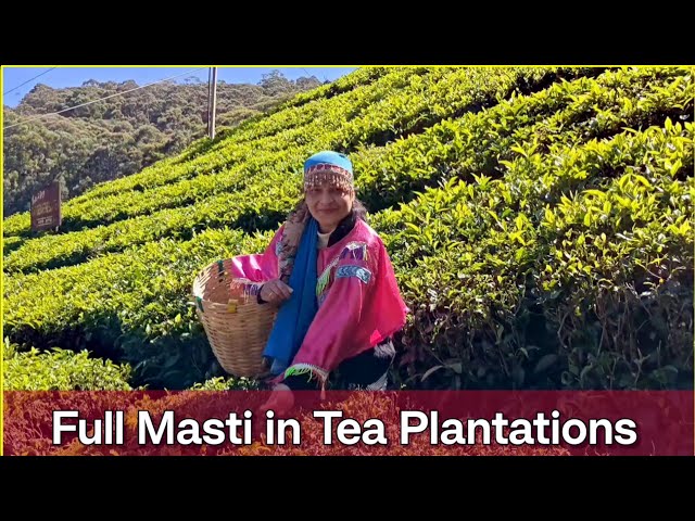 Full Masti in Ooty & Coonoor Tea Plantations 🌿 | Scenic Beauty & Fun Vibes! #Ooty #Coonoor #travel