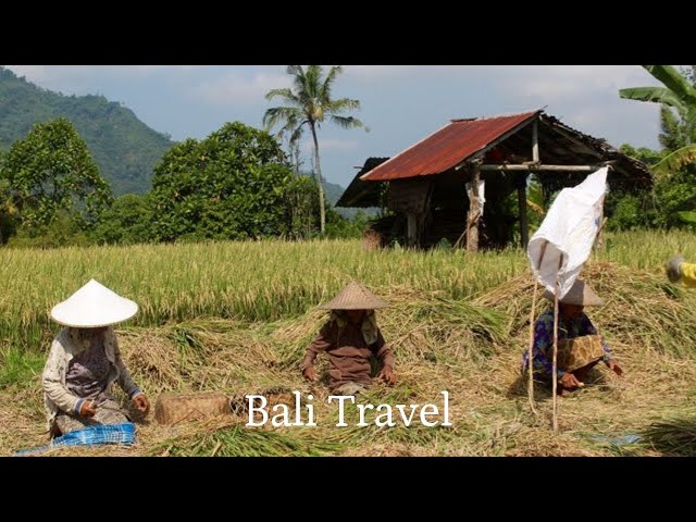 Exploring Bali As A Traveler | Bali, Indonesia