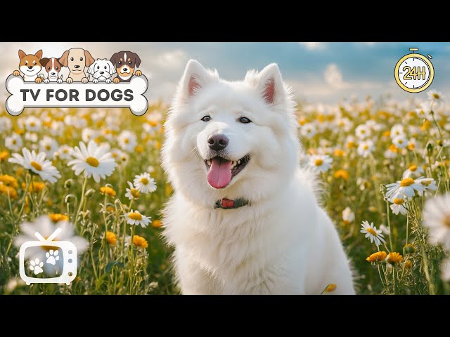 DOG TV: Videos to Calm & Entertain Dogs When Home Alone - Best Fun Music Videos Collection for Dogs