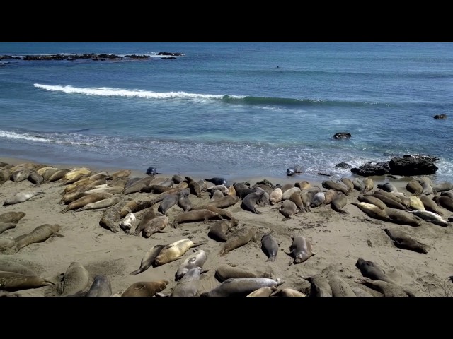 elephant seals just hangin out — May 11, 2017