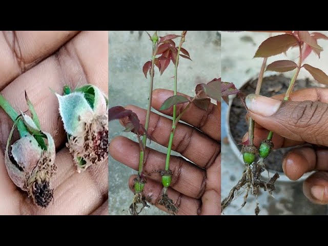 How To Grow Rose From Seed | Rose Plant Growing Techniques