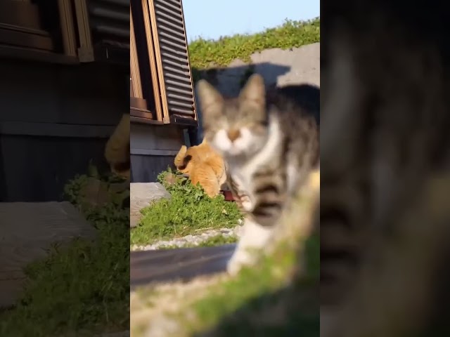 A gang of kitties rented a cabin in the woods for the weekend 🐱 #catmeme #catchallenge #catloverlife