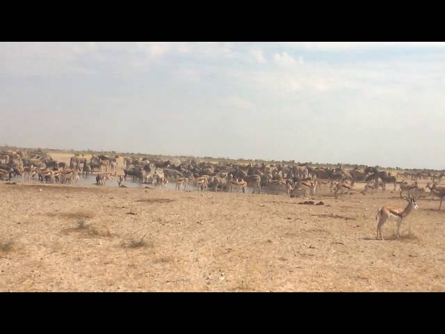 Namibia Etosha Waterhole2