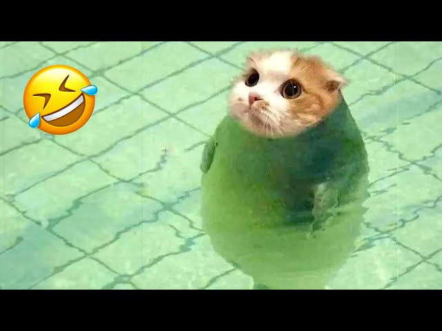 You Need a Cat for Daily Laughs 😂 Funny Animal Videos 2024 😂