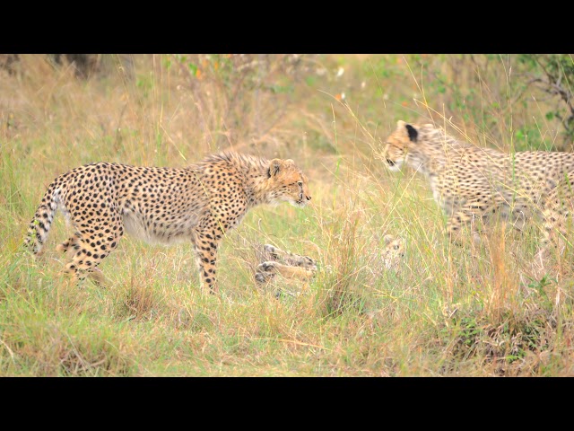 Saddle-billed stork, Gebard and Lion in Masai Mara. 4K HDR.