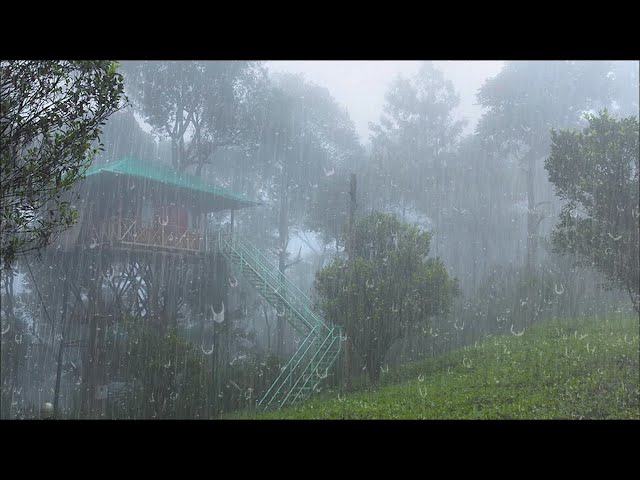 Noise of Rain and Thunderstorms to Sleep Deep Immediately - Rain Sound in the Rainforest