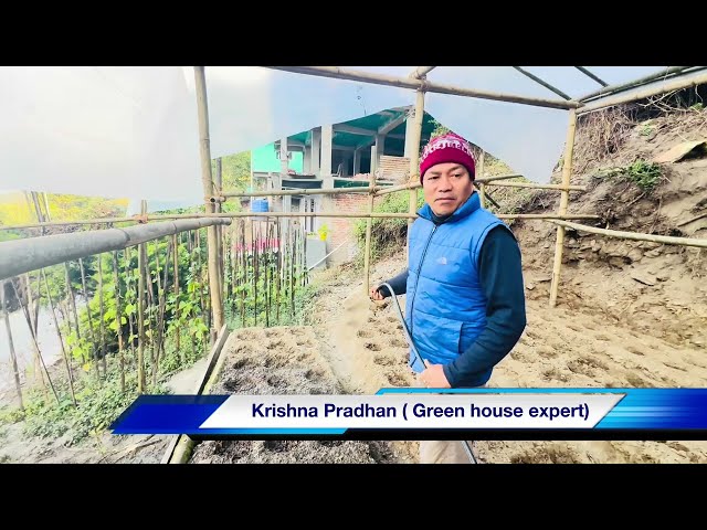 Krishna Pradhan progressive farmer 👩‍🌾 ( Green house expert)