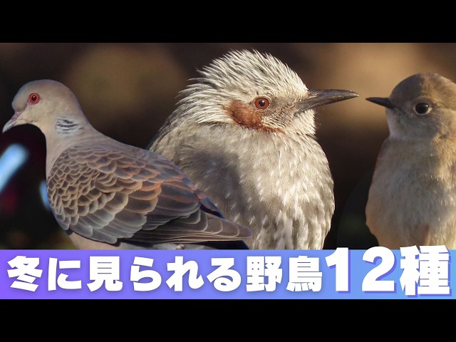 茶色の目とほっぺたのヒヨドリ／冬に見られる野鳥12種【鳥さんぽ】