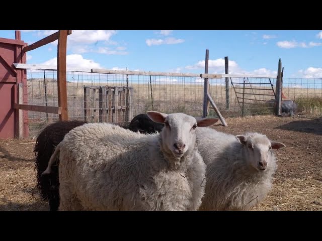 Montana farm uses homesteading to help with mental health