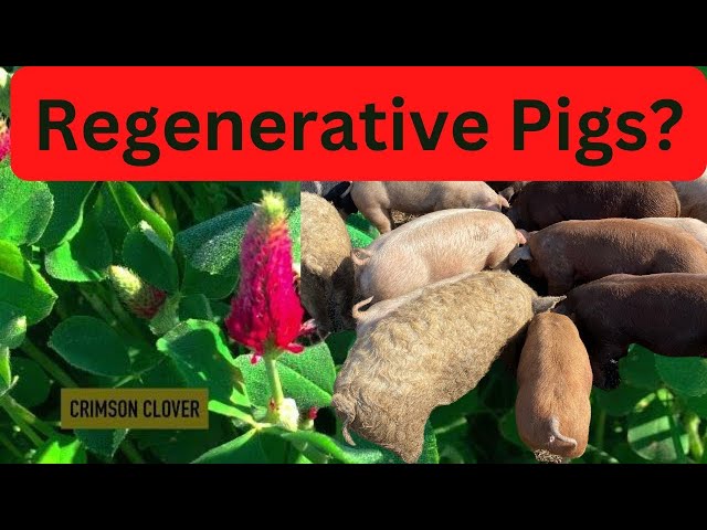 Can Pastured Pigs Be Regenerative?