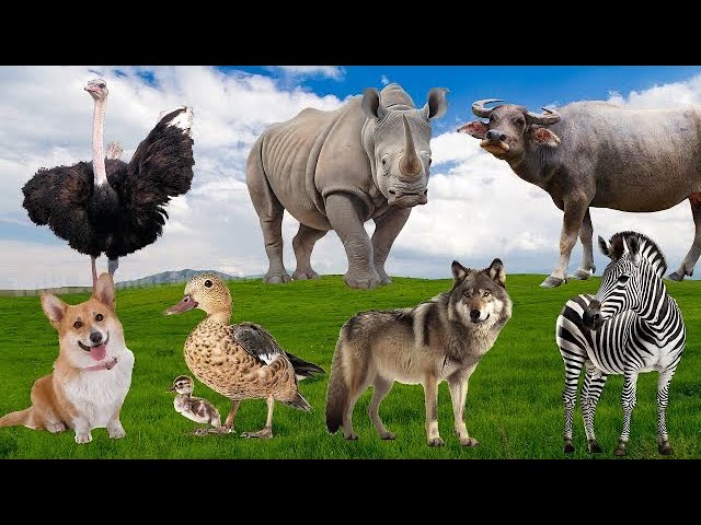 Farm Animal Sounds: Duck, Ostrich, Buffalo, Zebra, Dog,…- Animal Moments