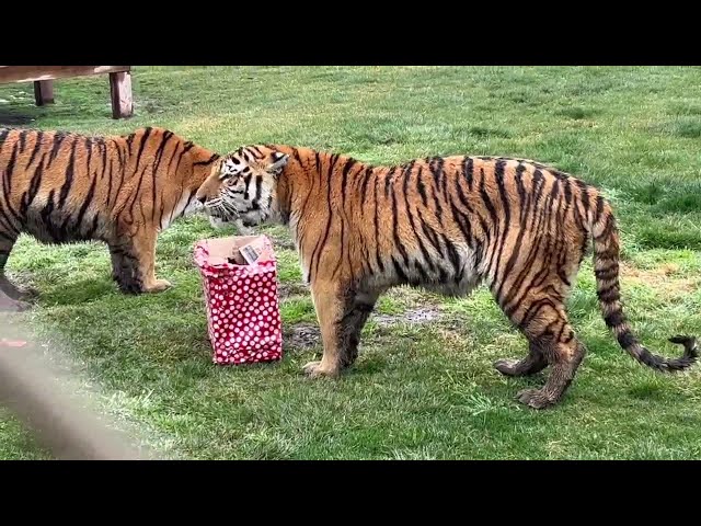 Lions, Tigers, and Bears volunteer praises animal sanctuary's mission