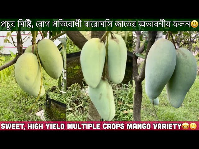 যে উচ্চ ফলনশীল বারোমাসি আমের জাত বাজার কাপাবে🤩September Harvesting Mangoes