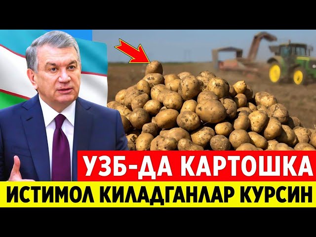 ШОК ХАБАР! УЗБЕКИСТОНДА КАРТОШКА  СОТИБ ОЛГАНЛАР ТЕЗДА ОГОХ БУЛИНГ..