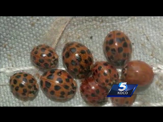 Bugs with bite invade Oklahoma