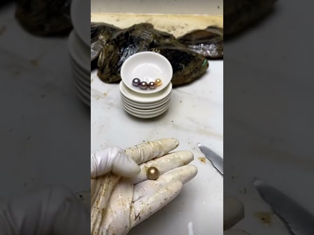 Taking Pearls straight from the shell