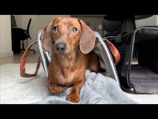 Does Mac the mini dachshund like his new pet carrier?