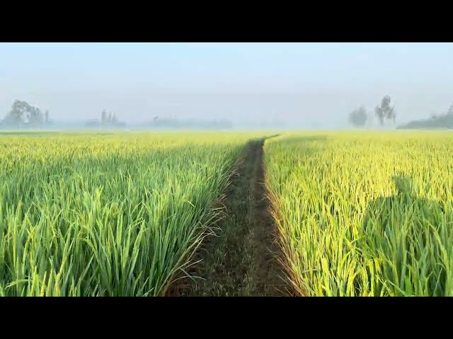 Walking in a Green Rich Field on Winter Morning | Royalty Free Stock Footage - No Copyright | 4K