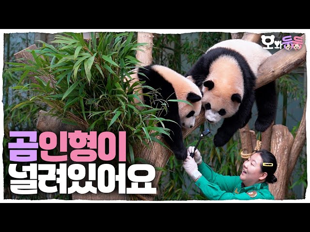 (SUB) Hanging 2 Teddy Bears On Tree🐼│Panda World