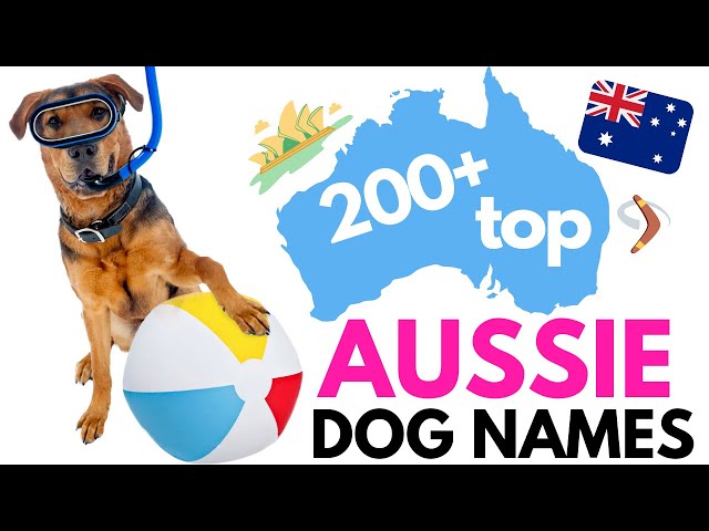 Top 200+ AUSTRALIAN Dog Names: Fun and Unique Names